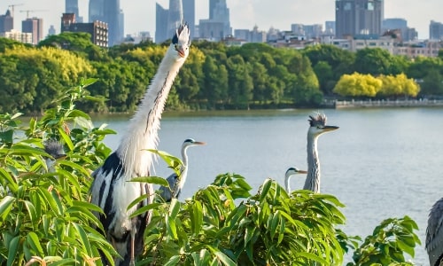 Haizhu Wetland Eco-Adventure-guangzhou
